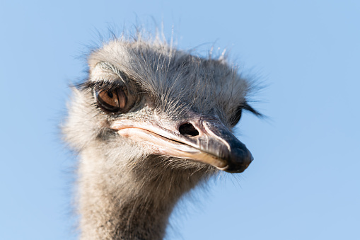 A closeup shot of an ostrich head. Birds concept
