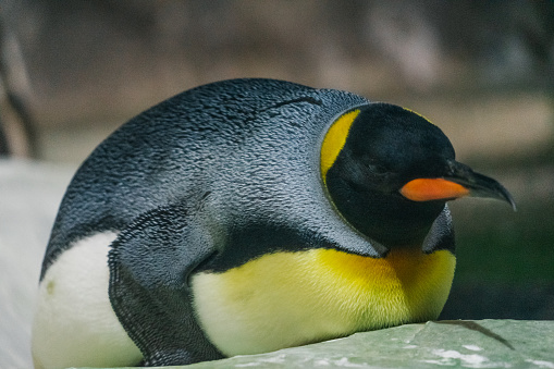 A closeup shot of an adorable penguin lying on its belly in front of a blurred background