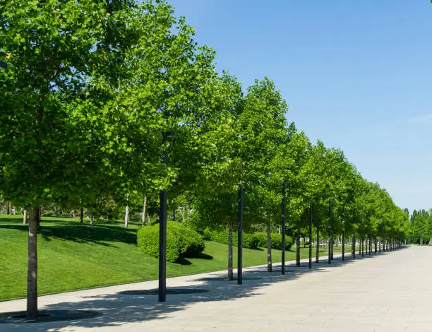 Tulip trees (Liriodendron tulipifera), called Tuliptree, American or Tulip Poplar in city park Krasnodar. Public landscape 'Galitsky park' for relaxation and walking in sunny spring 2021.