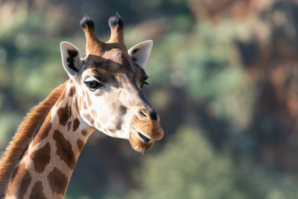 istock Closeup shot of a giraffe head on a blurred background 1324857576