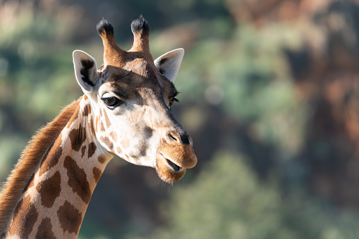 A closeup shot of a giraffe head on a blurred background. Wild animals concept
