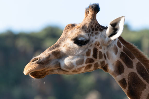 istock Closeup shot of a giraffe head on a blurred background 1324857599