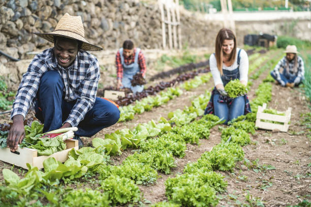 istock Multiracial people working while picking up lettuce plant - Main focus on african man face 1324857815