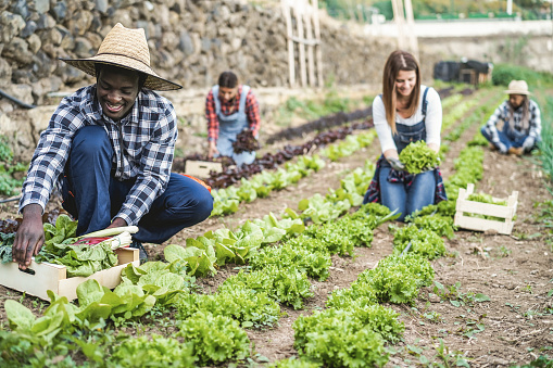 Multiracial people working while picking up lettuce plant - Main focus on african man face