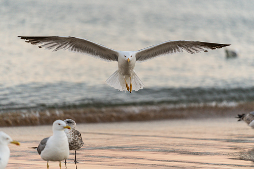 A beautiful shot of seagulls near on a beach. Birds concept
