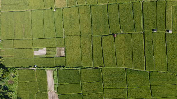 istock Rice field aerial view 1324858554