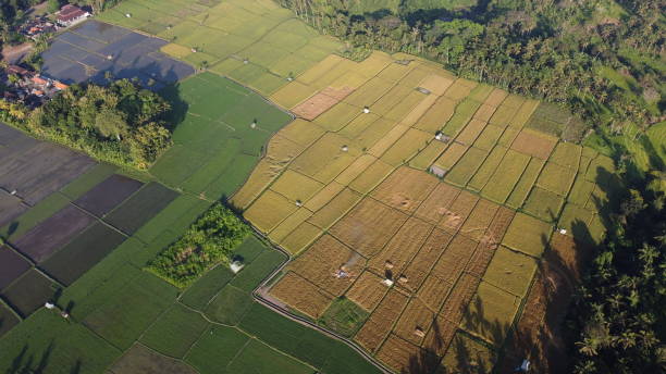 istock Rice field aerial view 1324858612