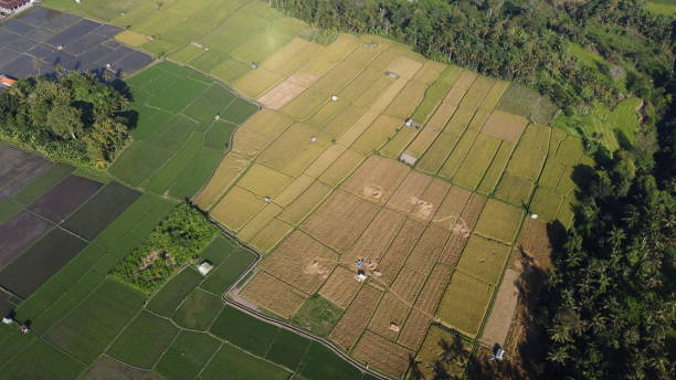istock Rice field aerial view 1324858613