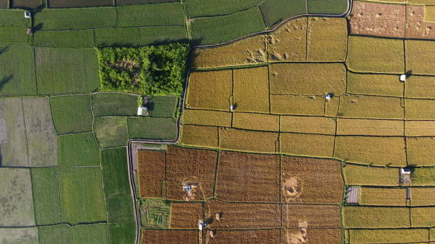 istock Rice field aerial view 1324858649