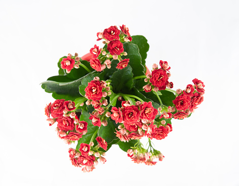 Red Kalanchoe flowers isolated on white background