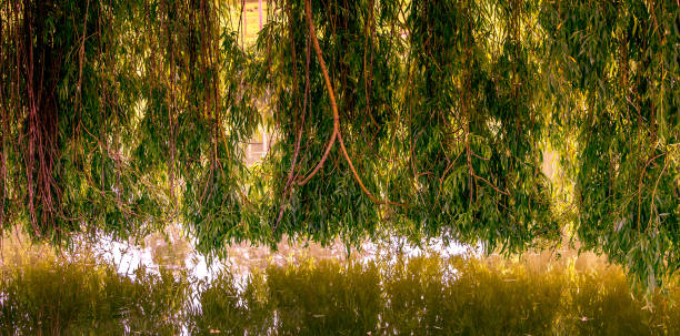 istock Weeping willow on a pond in santeny, france 1324859983