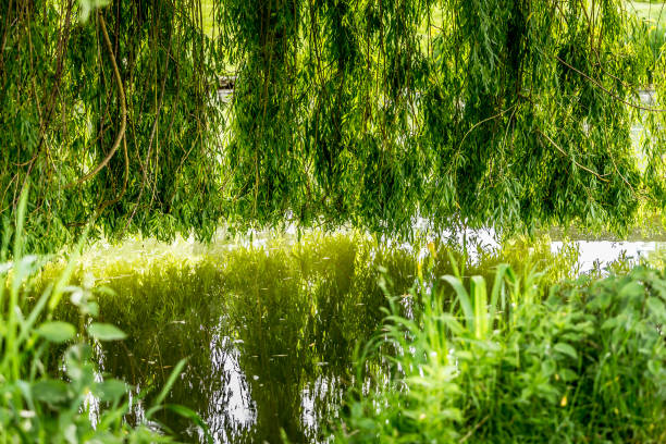 istock Weeping willow on a pond in santeny, france 1324859988