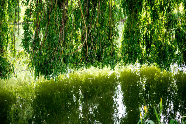 istock Weeping willow on a pond in santeny, france 1324860001