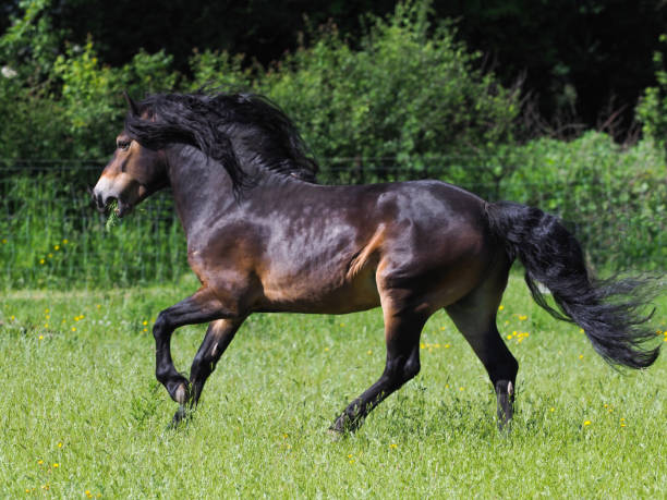 istock Rare Breed Exmoor Stallion 1324860176