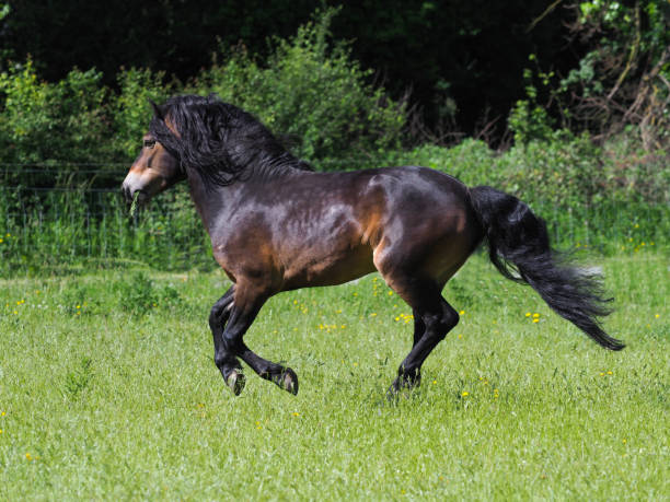 istock Rare Breed Exmoor Stallion 1324860179