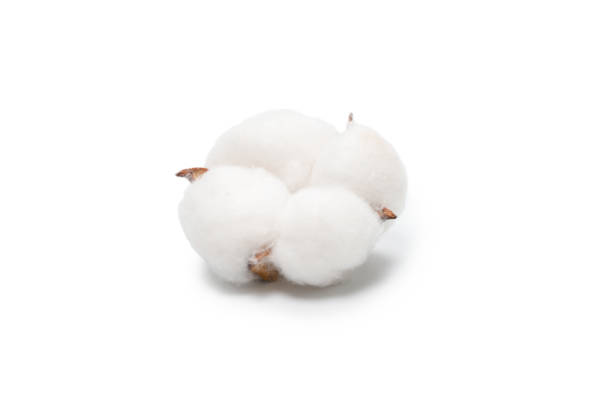 istock Cotton flower branch isolated on white background. 1324861355