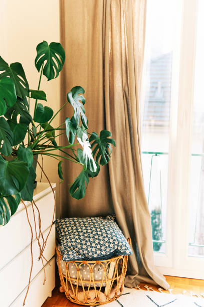 istock Interior design, Monstera plant growing in pot next to window 1324863027
