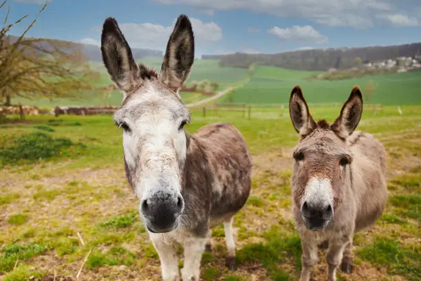 Two brown donkeys stand on a green meadow and look directly into the camera with their ears up. Full format, high resolution photographed with copy space
