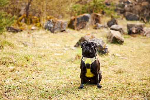 A small black pug with yellow dog harness sits waiting in nature. Full format, high resolution photographed with copy space