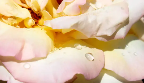 Photo of Abstract blurred background - petals of a tea yellow-pink rose close-up macro with raindrops dew