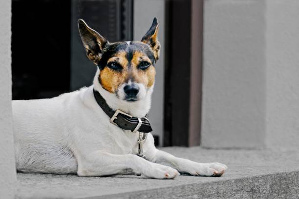 istock Cute terrier dog lying on the stone floor and looking at camera. 1324864088