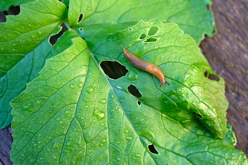 Snail crawling on wet green leaf