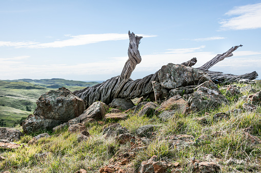 Ancient twisted hardwood log with natural stone and grasses on top of the range, harsh australian landscape. Autumn South Australia.