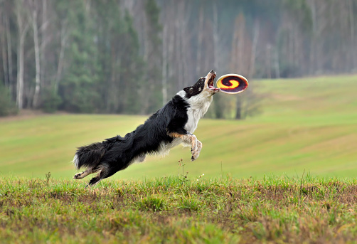 Border collie dog catching frisbee disc in flight on outdoors training
