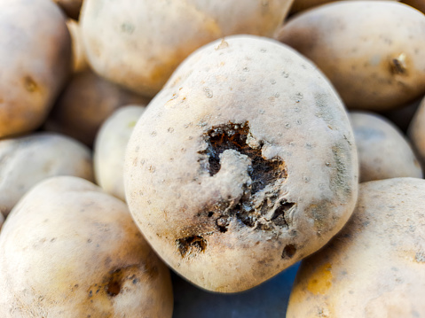 potato tuber with common scab diseases in potatoes