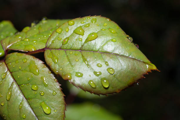 Close-up of water drops on the subject of Nature, Summer and the Natural Beauty.