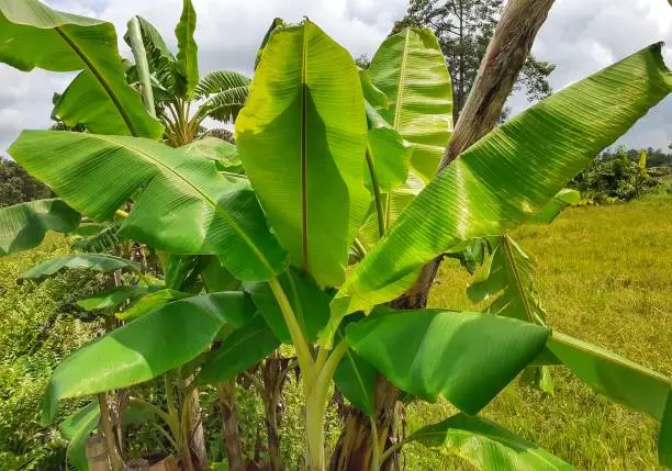 Banana tree near the rice field. Indian banana tree image. It is a very useful tree.