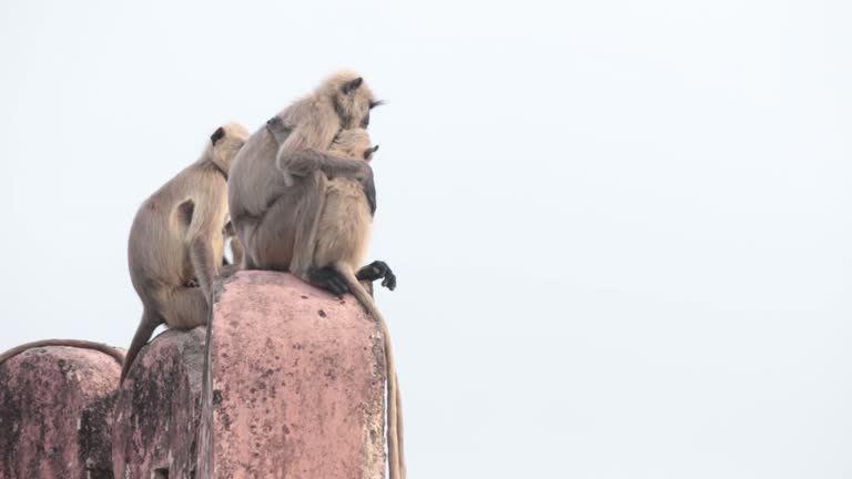 Monkeys Maturing 110+ Mating Monkeys Stock Videos and Royalty-Free Footage - iStock