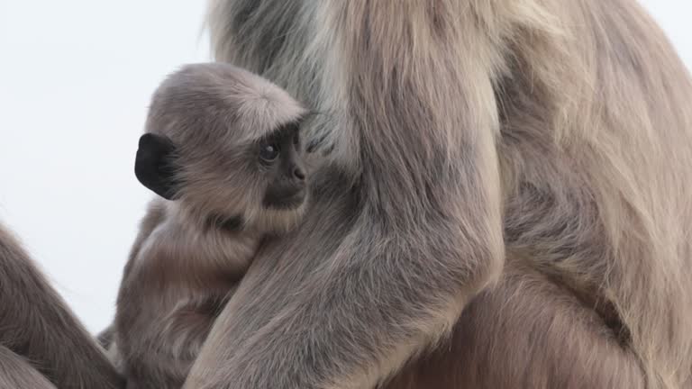 Monkeys Maturing 110+ Mating Monkeys Stock Videos and Royalty-Free Footage - iStock