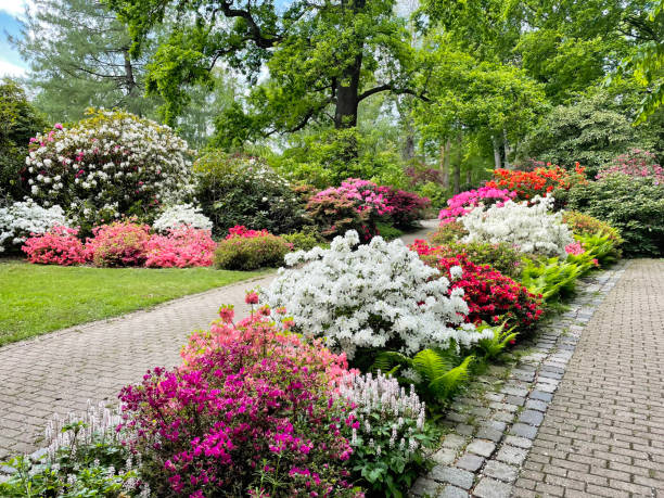 hermosas flores de rhododendron de colores y árboles en el parque el día de primavera. luisenpark en mannheim en alemania. - leaf rhododendron summer spring fotografías e imágenes de stock