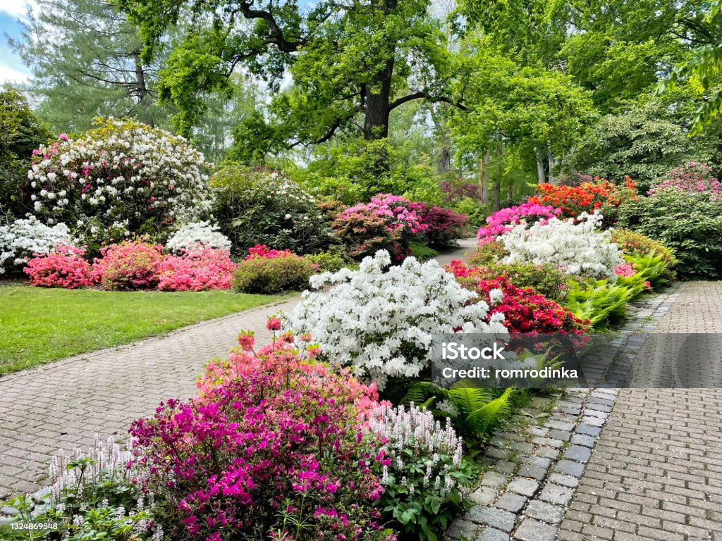 Beautiful colorful Rhododendron flowers and trees in park on spring day. Luisenpark in Mannheim in Germany. Beautiful colorful Rhododendron flowers and trees in park on spring day. Luisenpark in Mannheim in Germany Azalea Stock Photo