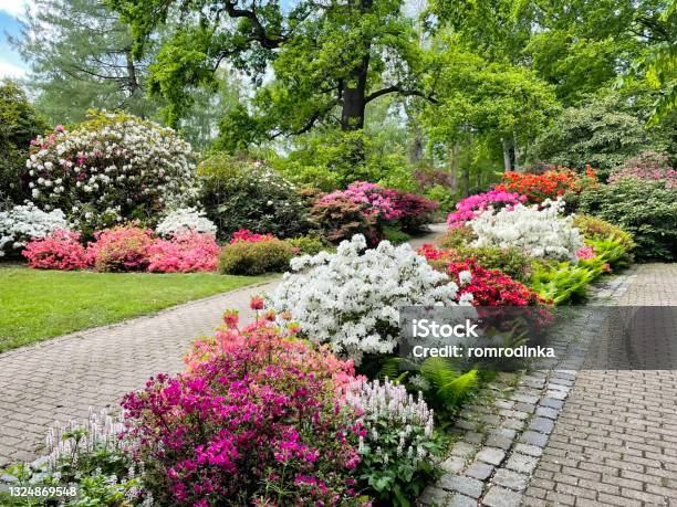Beautiful Colorful Rhododendron Flowers And Trees In Park On Spring Day Luisenpark In Mannheim In Germany Stock Photo - Download Image Now