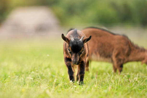 istock Small brown goat (Holland pygmy breed) kid grazing, eating grass, another animal background 1324869682