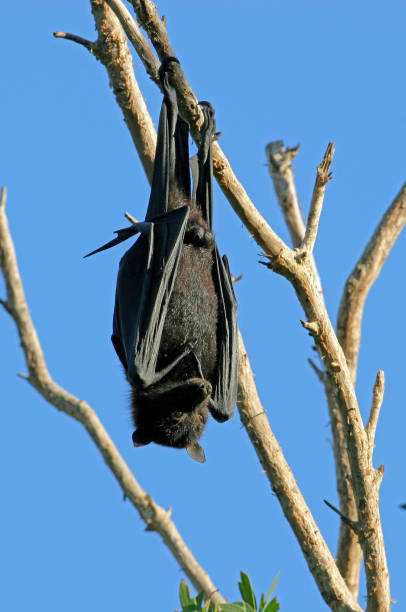 90+ Black Flying Fox Stock Photos and Royalty-Free Pictures - iStock