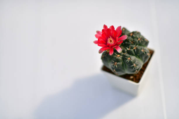Red flowers of Gymnocalycium baldianum.