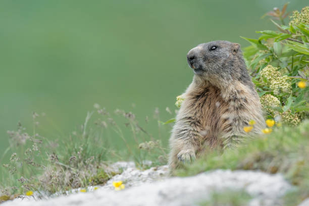 Fine art portrait of Alpine marmot in the Alpine garden (Marmota marmota) Isolated marmot among the flowers woodchuck photos stock pictures, royalty-free photos & images