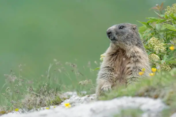 Photo of Fine art portrait of Alpine marmot in the Alpine garden (Marmota marmota)