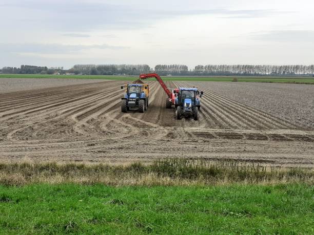 фермеры собирают лук в голландской сельской местности с большой техникой - polder autumn dirt field стоковые фото и изображения