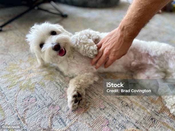 Happy Dog Getting A Belly Rub Stock Photo - Download Image Now - Dog, Abdomen, Rubbing