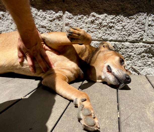 istock Happy dog getting a belly rub 1324874566