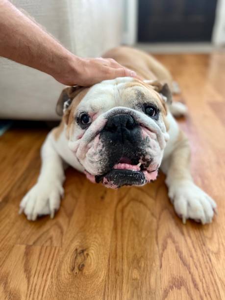 istock Happy English Bulldog 1324875582