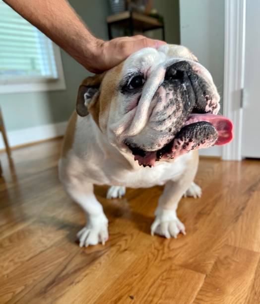 istock Happy English Bulldog 1324875599