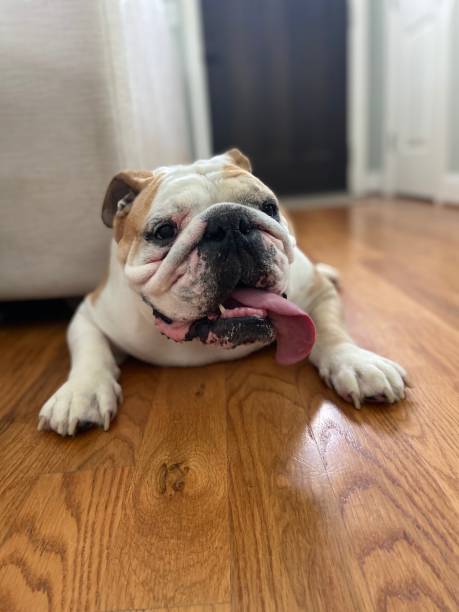 istock Happy English Bulldog 1324875699