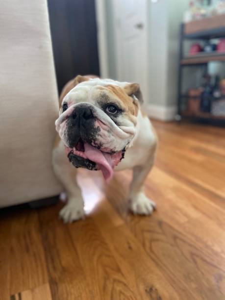 istock Happy English Bulldog 1324875849