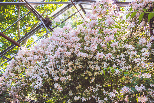 A flowering bush of white pink weigela growing in an abandoned greenhouse