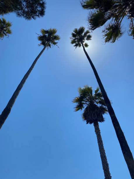 istock Palm trees high in the sky 1324875928